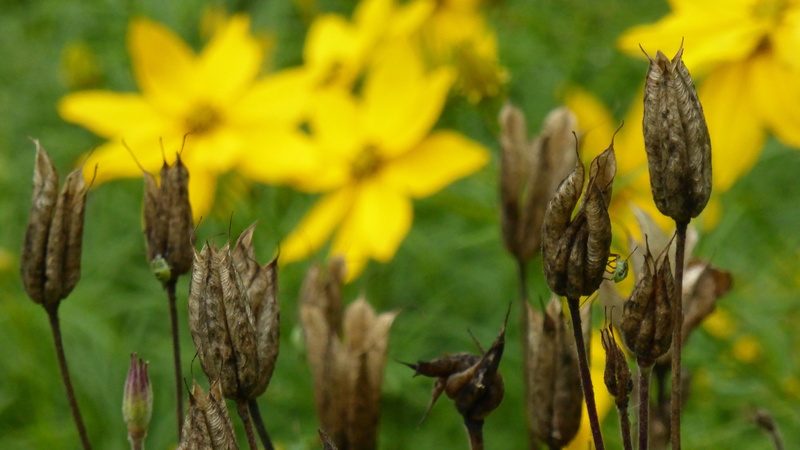 outdoors, freshness, plant stem, yellow, agriculture, focus on foreground, flower head, field, day, faded, beauty in nature, plant, vulnerability, growth
