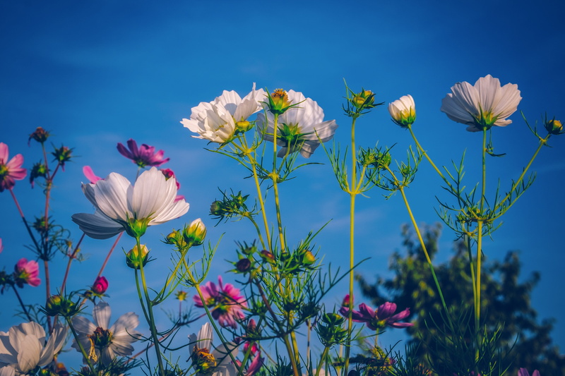 sepal, schnittblume, pink color, flower head, inflorescence, flowering plant, flora, fragility, cosmea, nature, petal, growth, flower meadow, freshness