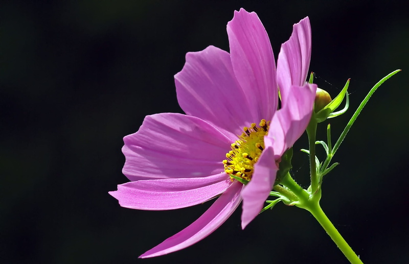 springtime, plant, nature, freshness, pink, outdoors, cosmea, petal, fragility, flower, close-up, pink color, black background, inflorescence