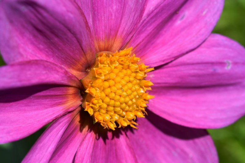 pollen, plant, bloom, flower bed, pink color, yellow, bed, focus on foreground, flower garden, inflorescence, flower head, garden, nature, beauty in nature