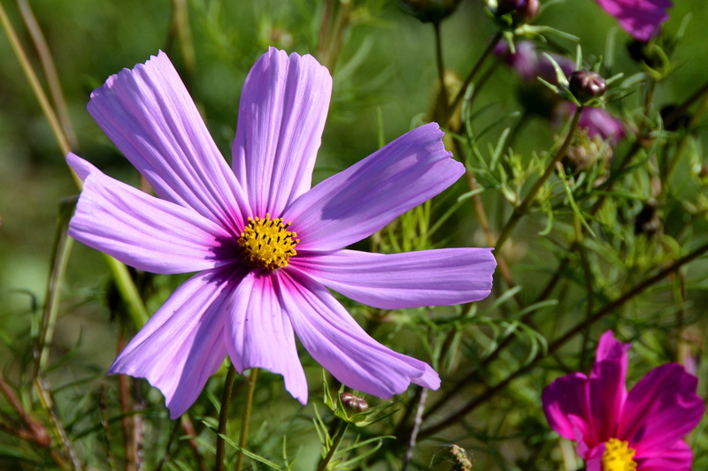 nature, 5K, beauty in nature, inflorescence, day, flower head, cosmea, blossom, no people, close-up, flower garden, growth, fragility, close up, petal