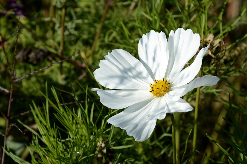 flower meadow, flower head, flowering plant, flower, green color, flora, plant, cosmea, no people, focus on foreground, beauty in nature, growth, nature