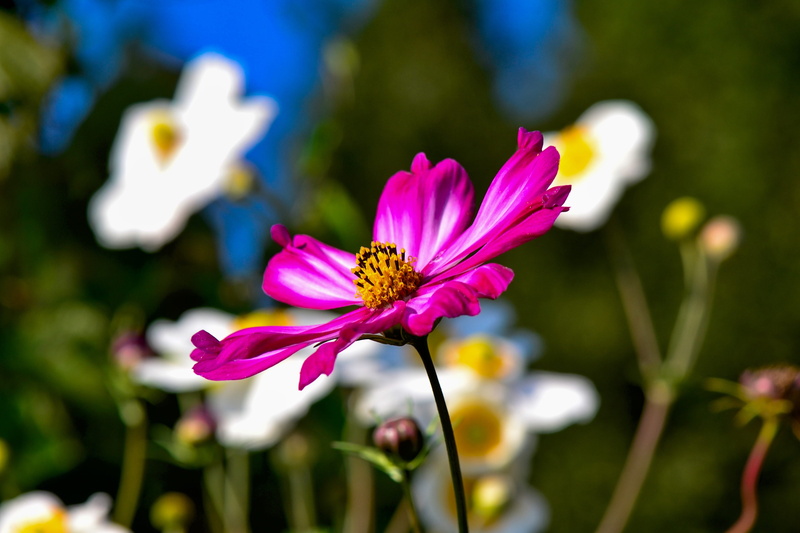 freshness, petal, beauty in nature, cosmea, petals, flower, focus on foreground, growth, vulnerability, pollen, no people, fragility, 4K, inflorescence