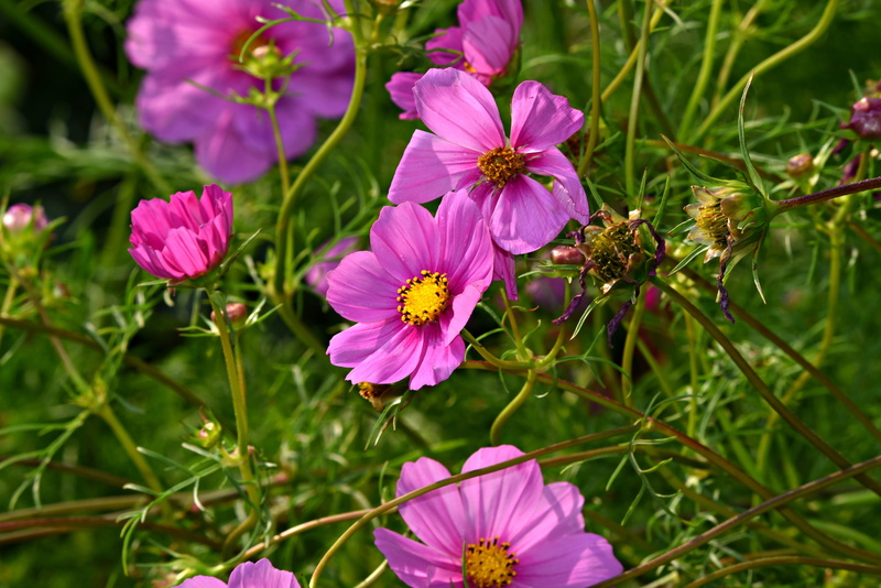beauty in nature, field, inflorescence, no people, pink, cosmea, green color, plant, focus on foreground, flower head, pollen, flower, petal, herbaceous