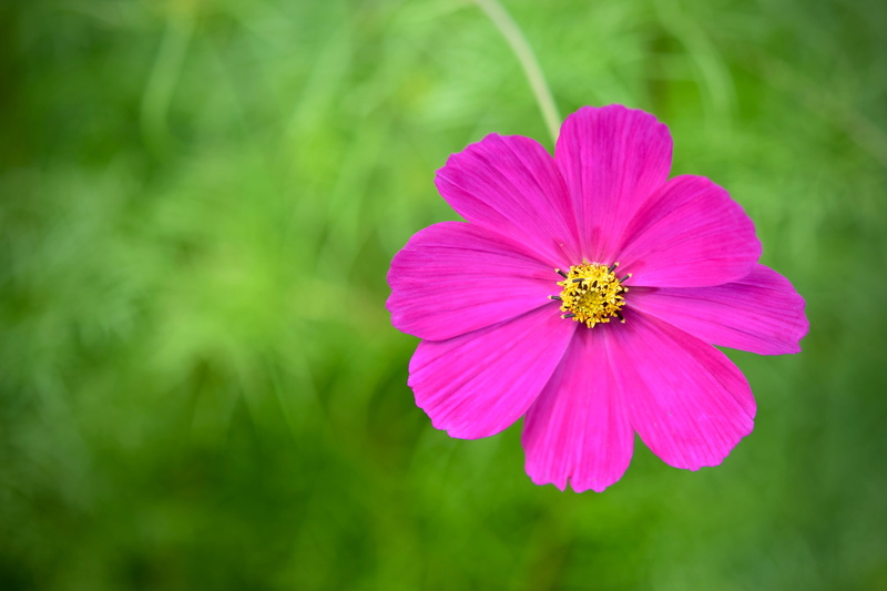 violet, outdoors, flower head, flower garden, pollen, flower, cosmos, cosmea, close-up, focus on foreground, plant, vulnerability, no people, cosmos flower