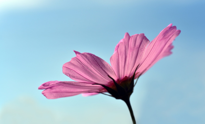 kosmee, copy space, summer, cosmea, flower garden, fragility, ornamental plant, pink, blue, sepal, bloom, blue background, romantic, no people, blossom
