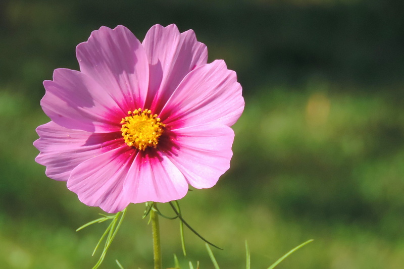 petal, growth, pollen, fragility, blossom, pink color, outdoors, pink, flower, inflorescence, cosmos flower, bloom, flowering plant, day, plant, focus on foreground
