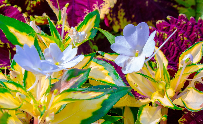 vulnerability, flower, bloom, pink, sweet, flowers, no people, blossom, bouquet, spring, blooming, decorative, freshness, purple, cosmea, serene, ornamental garden