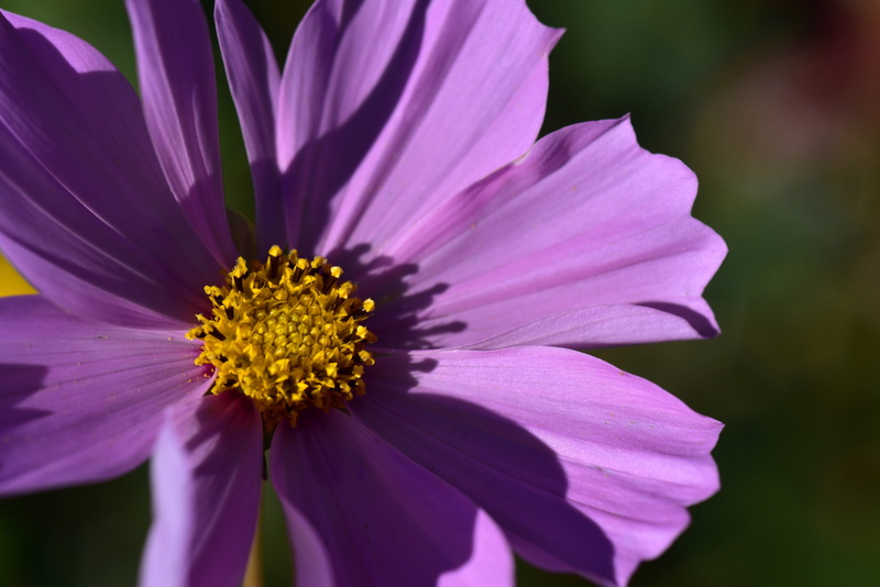 pink, violet, 5K, flower garden, close-up, growth, pink color, cosmea, plant, garden, flower, gazania, purple, freshness, kosmee, nature, no people, composites