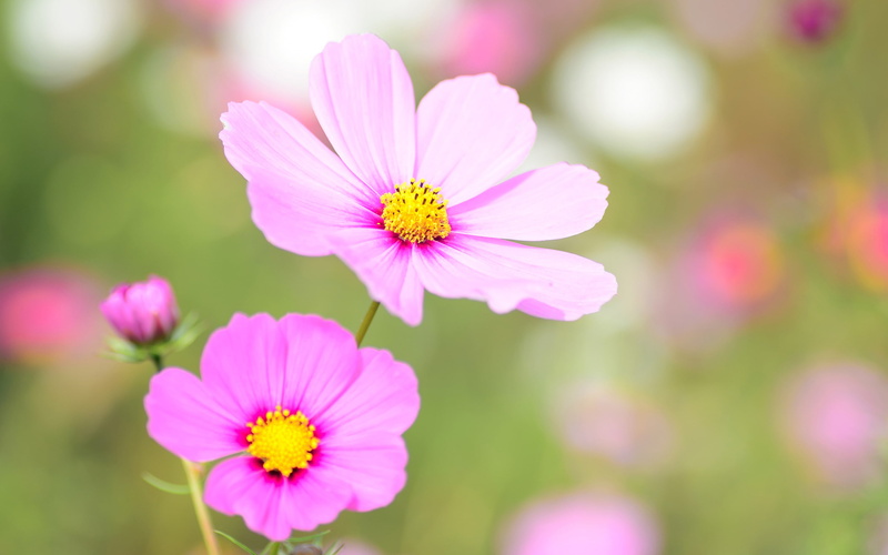 2K, Bloom, Pink, Flowers, Floral, Cosmea, Autumn, Purple