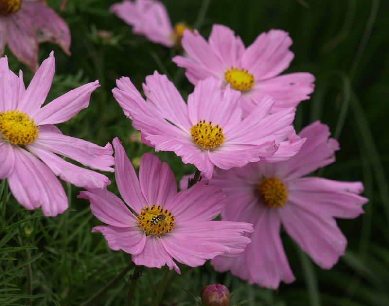 selective focus, freshness, flower, cosmea, yellow, inflorescence, vulnerability, pink color, shrub summer, pink, pollen, petal, beauty in nature, focus on foreground
