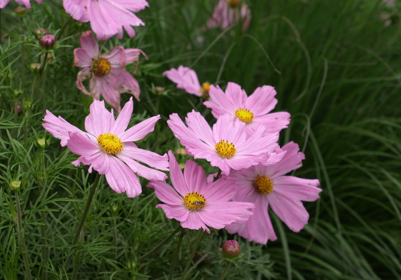 outdoors, cosmee, cosmos, inflorescence, growth, bloom, pollen, shrub summer, no people, freshness, vulnerability, flowering plant, field, fragility, nature
