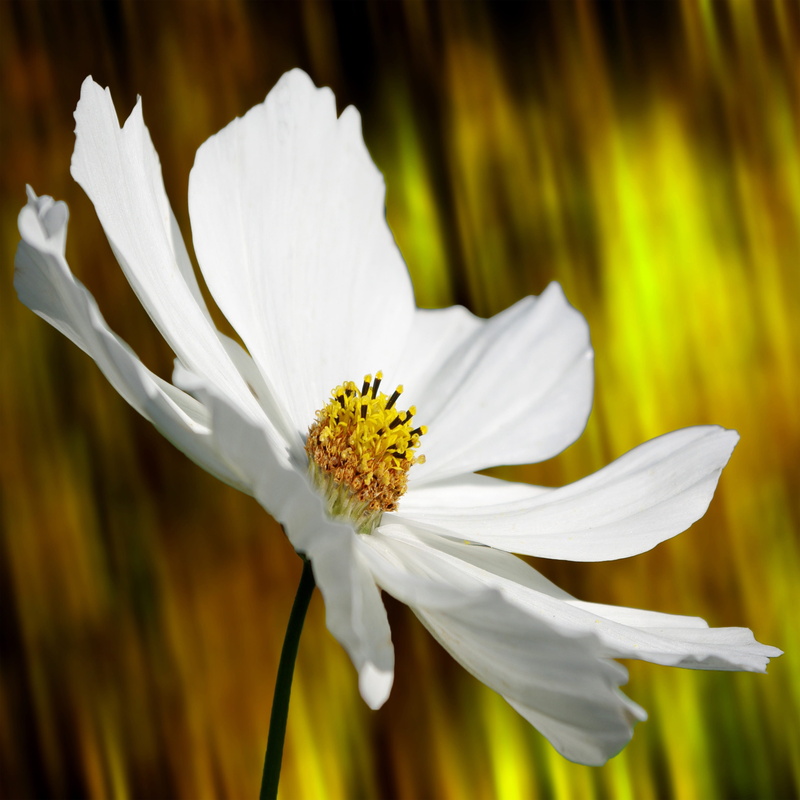 seeds, cosmea, focus on foreground, cosmea bipinnata, flower head, nature, flowering plant, petal, flower garden, inflorescence, white color, ornamental plant