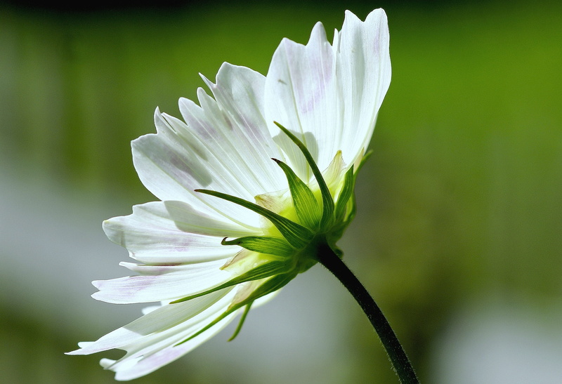 photography, focus on foreground, white, blossomed, beauty in nature, freshness, vulnerability, cosmea, plant, growth, no people, leaf, ornamental plant