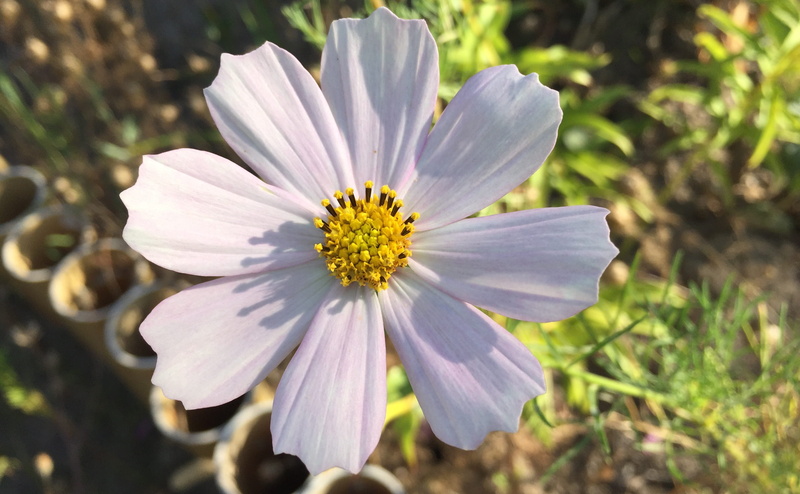 flowering plant, focus on foreground, garden flowers, nature, flowers, dacha, flower head, 2K, freshness, flower, vulnerability, plant, white color, cosmea