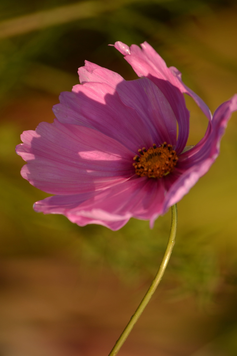 growth, freshness, Pink, outdoors, plant, Nature, selective focus, Flower, focus on foreground, petal, cosmea, pollen, fragility, 4K, no people, inflorescence