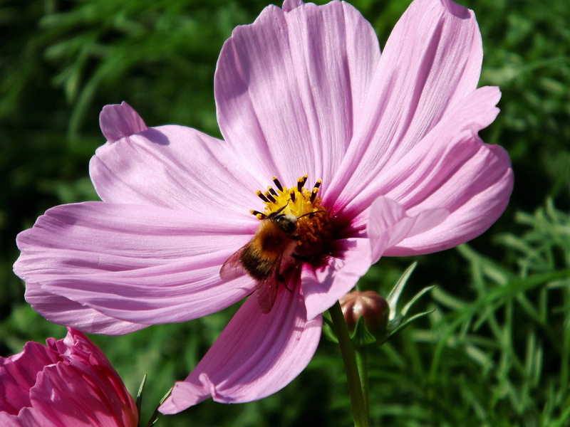 summer, vulnerability, light purple, translucent, purple, one animal, animal wildlife, pink, inflorescence, pollination, plant, animals in the wild, close-up