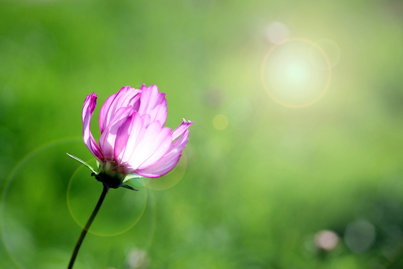 flower, floristry, fragility, 5K, focus on foreground, sepal, flower head, cosmos bipinnatus, vulnerability, summer, backlighting, translucent, ornamental plant