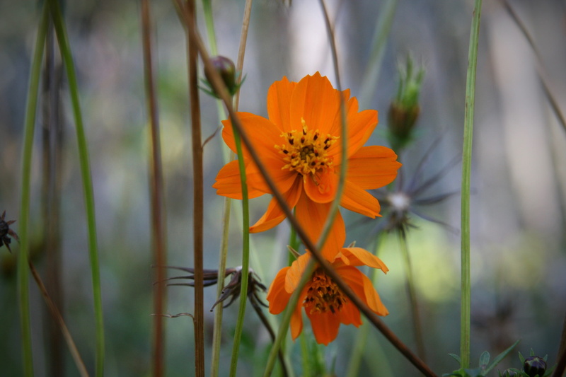 orange, vulnerability, nature, growth, flower head, inflorescence, flower, flower meadow, petals, orange color, plant, day, pollen, close-up, petal, fragility