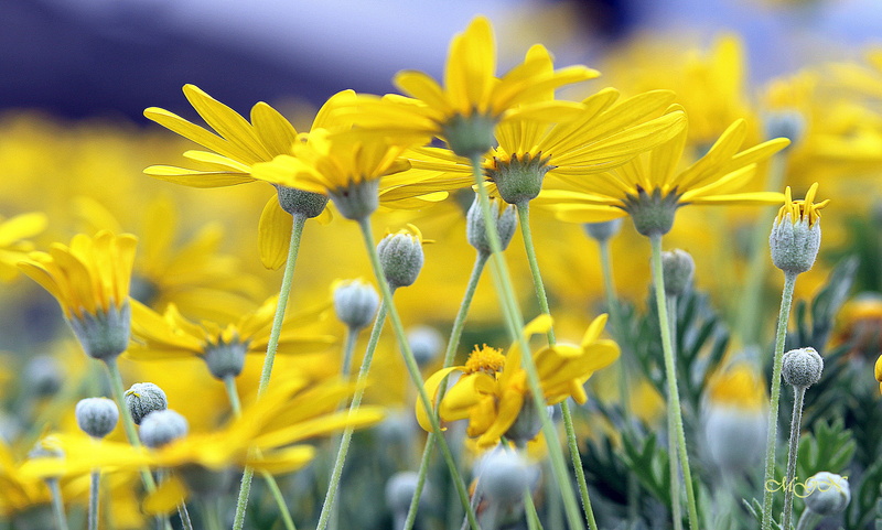 beauty In Nature, outdoors, summer, springtime, meadow, 4K, flowers, nature, flower, plant, yellow, field, close-up
