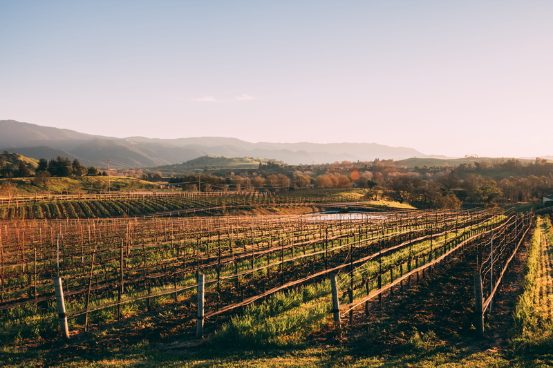 santa barbara, mountain, trees, wine, environment, nature, tranquil scene, agriculture, winery, spring break, sun, sky, field, land, taste, winemaking