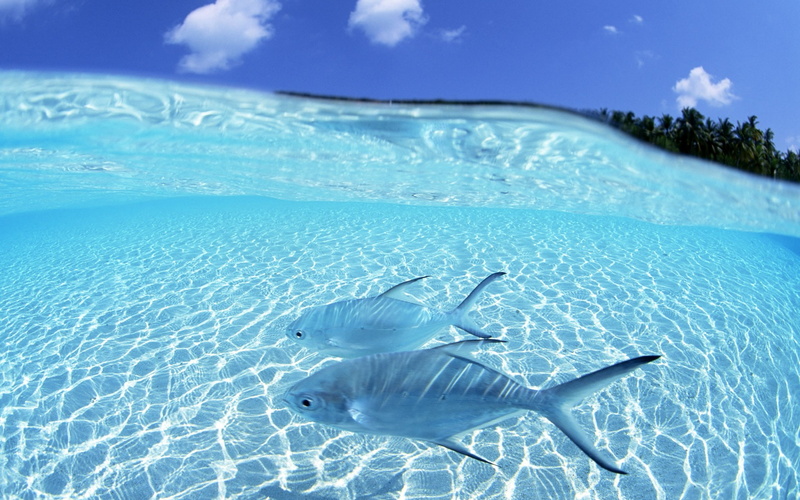 fish, tropical fish, 1080P, underwater, sea, animals, sea life, water