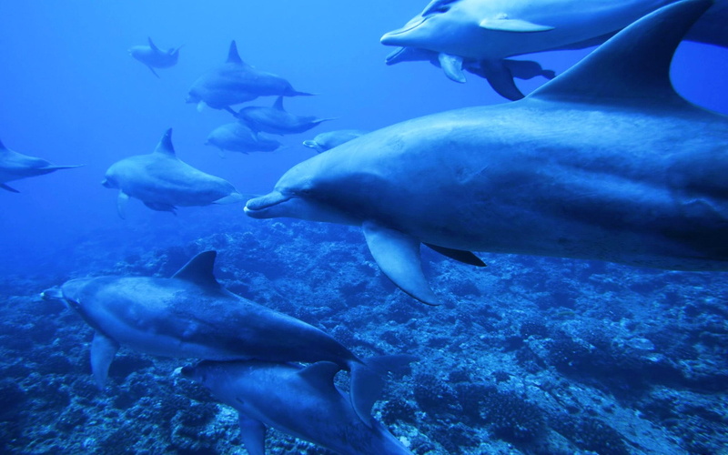 dolphins, 2K, ocean, coral, sea, school, reef, 3d and abstract, life