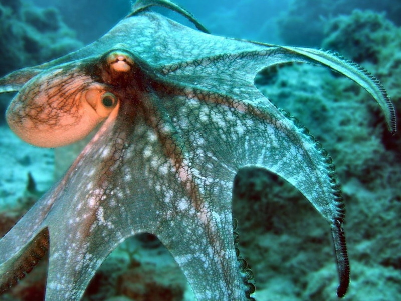 nature, one animal, sea, sea life, close-up, saltwater fish, animal, outdoors, animal body part, mouth open, no people, animals, undersea, swimming, octopus