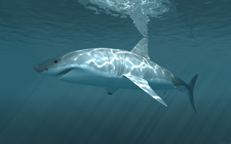 sea life, animals, shark, underwater, 1080P, fish