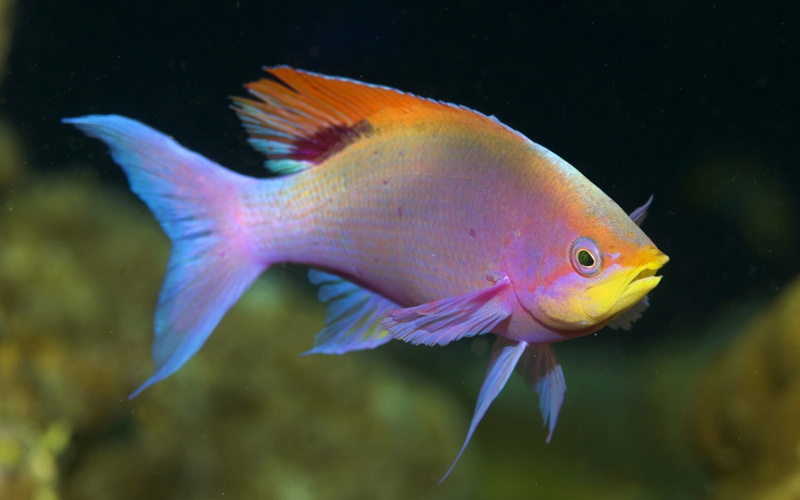 animal, no people, water, sea life, nature, animal wildlife, animals in the wild, fish, sea, one animal, close-up, glass - material, underwater, animals in captivity