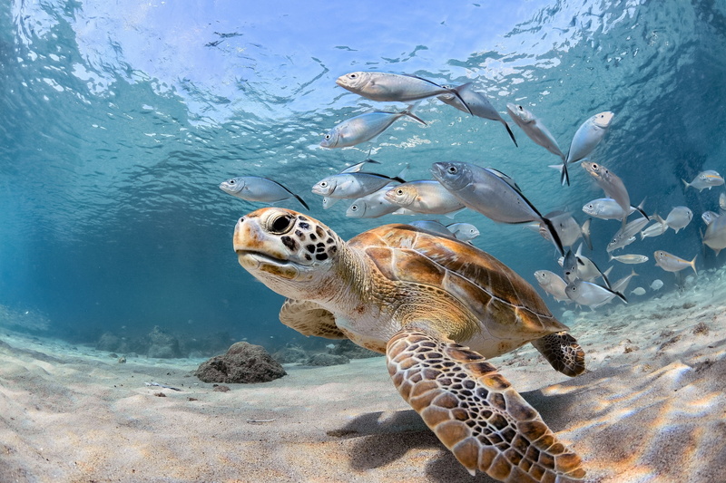 Underwater, 2K, Fish, Sea Life, Animal, Turtle