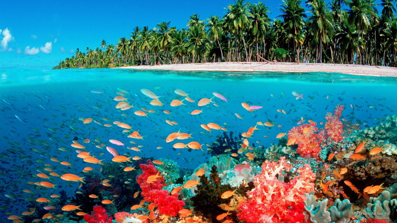 2K, life, fiji, Ocean Life, sea