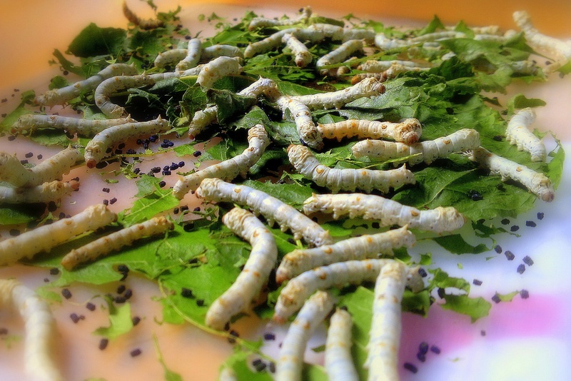 insect, plate, freshness, selective focus, ready-to-eat, serving size, snack, wild, wellbeing, entomology, high angle view, 2K, food, indulgence, healthy eating