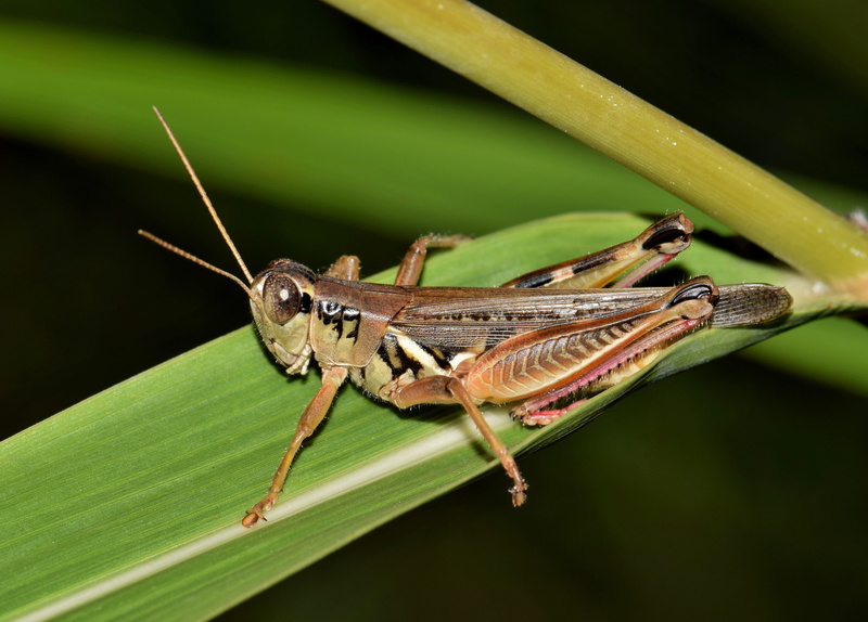 entomology, macro, photography, animal themes, no people, animal eye, leaf, Insect, close-up, outdoors, eastern, flying insect, biology, close up, focus on foreground
