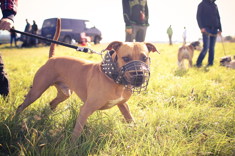 summer, day, two animals, coursing, sunlight, grass, people, domestic animals, canine, pets, incidental people, outdoors, group of animals, rural Scene