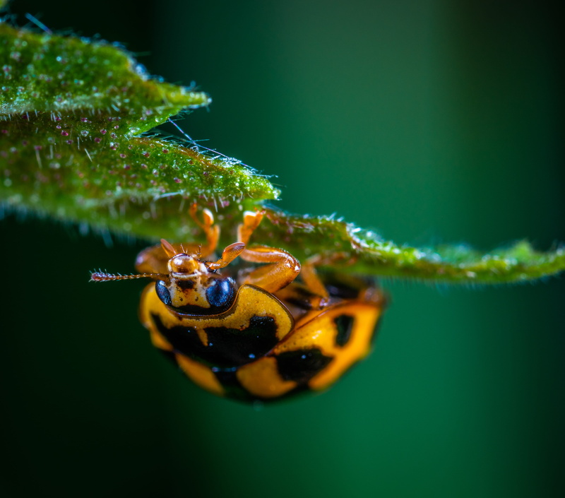 plant, wild, leaf, animal eye, beetle, animal, green, insect, plant part, ladybug, environment, no people, selective focus, green color, animal themes
