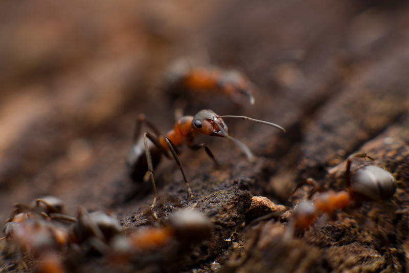 dirt, bug, small, wildlife, photo, one animal, animal wildlife, day, close-up, wood, fire, red, animal body part, solid, selective, land, animal themes