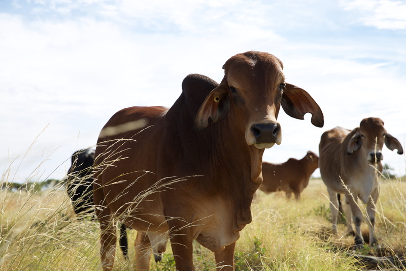 grass, cow, brahman, plant, farming, meat, pets, livestock, beef, herbivorous, animal themes, rural, australia, graze, pasture, domestic, ranch, bull, day