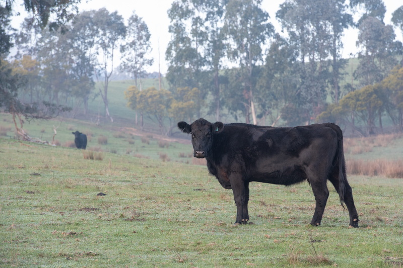 standing, field, mammal, one animal, land, vertebrate, day, animal wildlife, 5K, pasture, outdoors, animal themes, animals in the wild, rural, livestock
