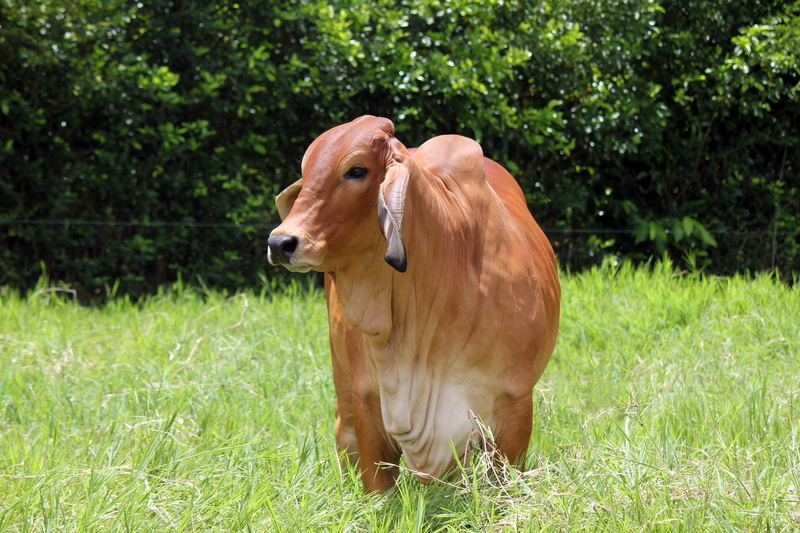 Cebu, grazing, domestic animals, domestic, animal wildlife, agriculture, cow, green Color, animal, pets, grass, one animal, day, field, bovine, pasture