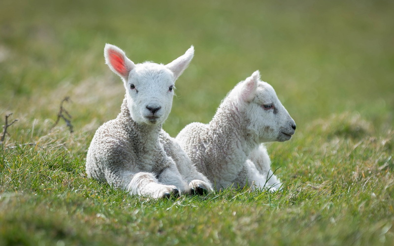 Sheep, Grass, White, Lambs, 1080P, two