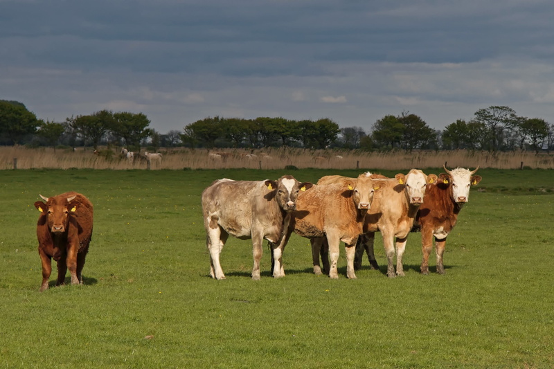 no people, 2K, grass, group of animals, cattle, pasture, plant, sky, herbivorous, animal, coupling, grazing, cow, farm, cops, domestic animals, cloud - sky