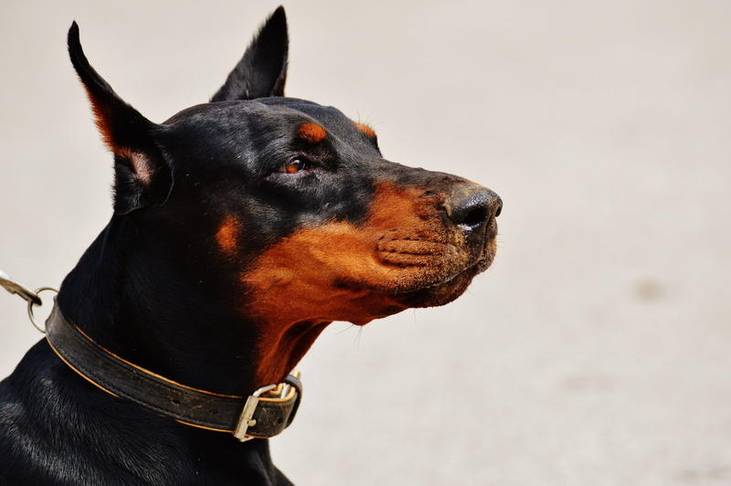 snout, one animal, animal mouth, pets, Doberman Pinscher, pet, closeup, hundeportrait, collar, pet collar, dog, animal body part, doberman, 5K, vertebrate