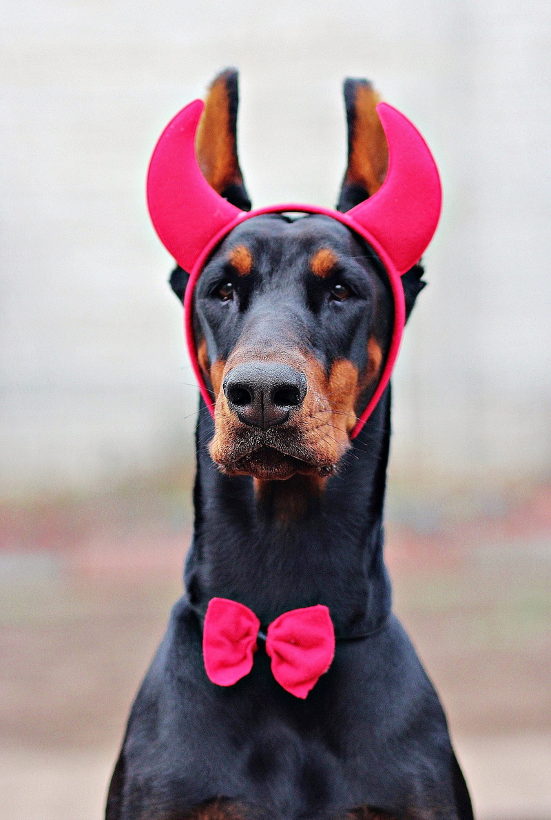 animal themes, horns, focus on foreground, Dog, Devil, portrait, one animal, domestic animals, front view, black Color, pets, animal body part, miniature Pinscher