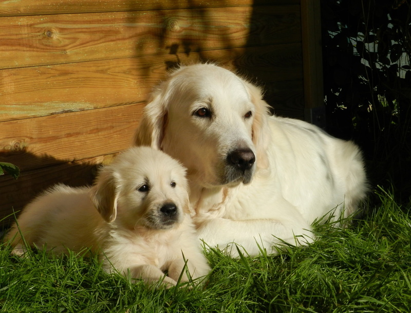 pets, petit, canine, dog, vertebrate, mammal, green, puppy, young animal, cute, animal themes, one animal, domestic, domestic animals, animal, grass, retrievers