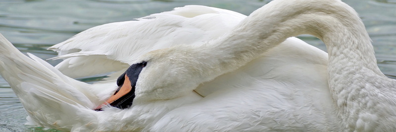 care, white color, water bird, animal family, swans, lake, animals in the wild, no people, animal wildlife, animal body part, Water, animal neck, cygnet