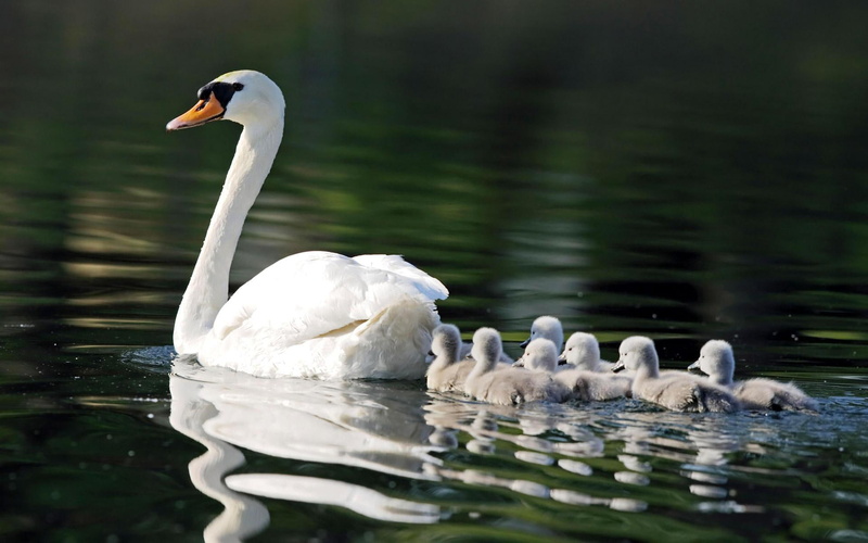 animals, birds, nature, 1080P, white, mother, ducklings, ones, water, swan, little, lake