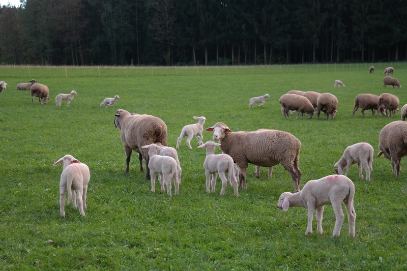 outdoors, Flock, no people, group Of Animals, vertebrate, pasture, nature, domestic sheep, pets, flock Of Sheep, 5K, land, Lambs, grass, meadow, green color