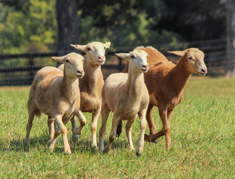 no people, young animal, farm, nature, sheared sheep, cattle, brown, grass, pets, grasses, white, mammals, lawns, domestic animals, photography, furry
