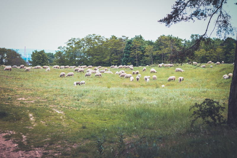 trees, goats, herbivorous, domestic animals, field, mammal, lamb, grass, agriculture, herd, large group of animals, plants, plant, sky, photo, animal themes
